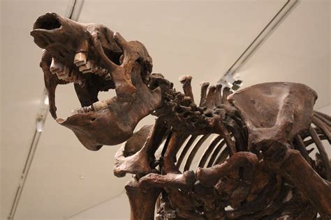 You Just Missed the Last Ground Sloths .